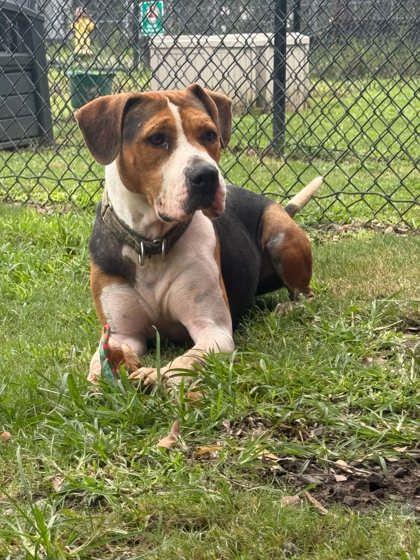 Enlarge Harvey, a Adoptable mixed breed in Conway, SC image 1/3