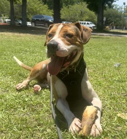 Harvey, a Adoptable mixed breed in Conway, SC image 2/3