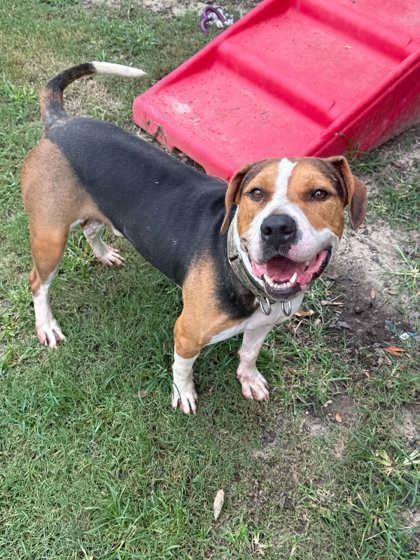 Enlarge Harvey, a Adoptable mixed breed in Conway, SC image 2/3