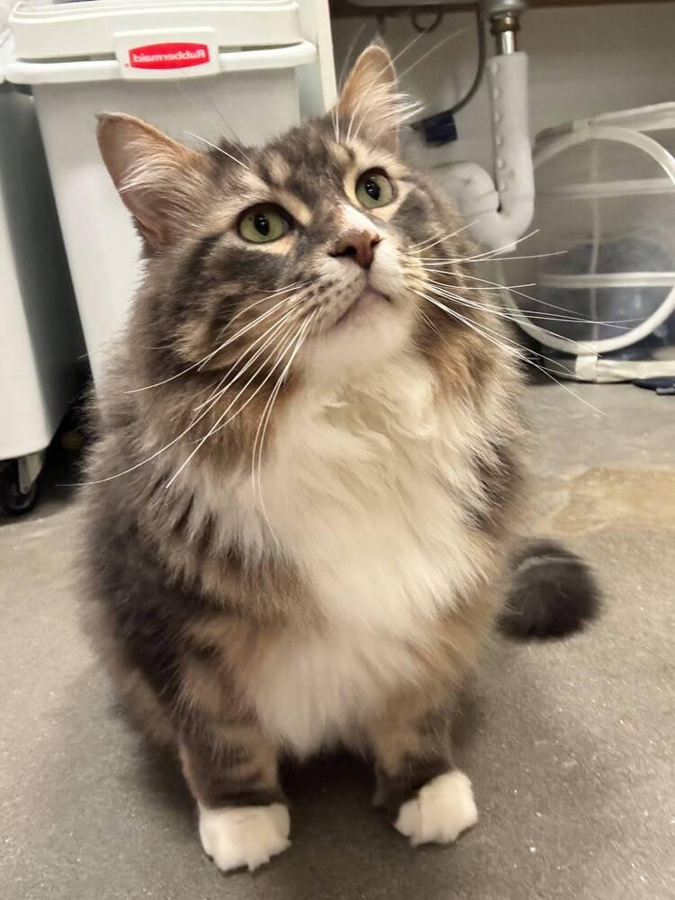 Enlarge Picasso, a Adoptable Domestic Long Hair in Orlando, FL image 2/3