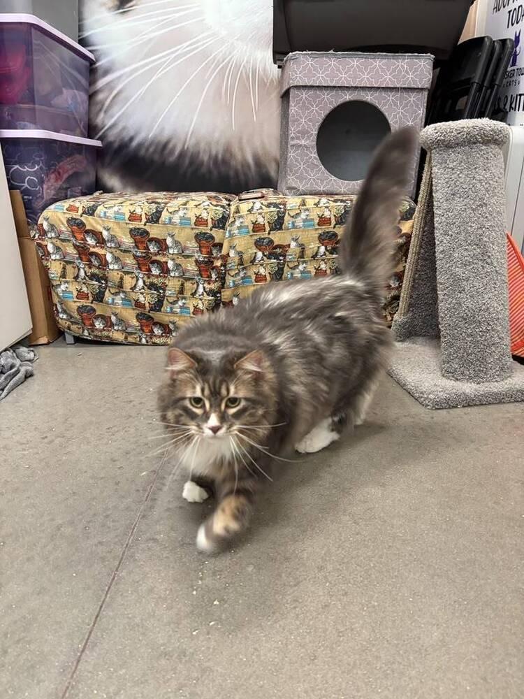 Enlarge Picasso, a Adoptable Domestic Long Hair in Orlando, FL image 3/3