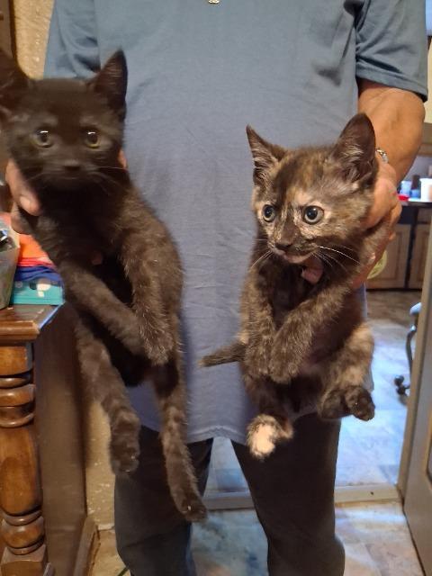 Caramel, Adoptable, Kitten Female Domestic Short Hair.