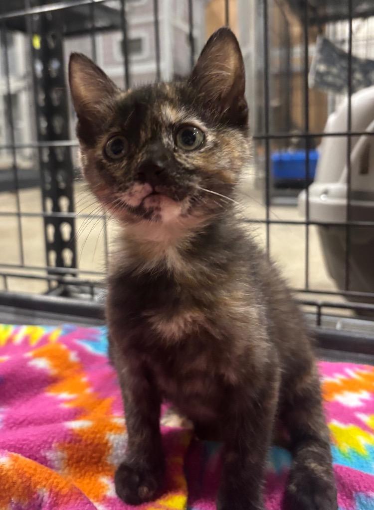 Enlarge Caramel, a Adoptable mixed breed in Corpus Christi, TX image 2/2