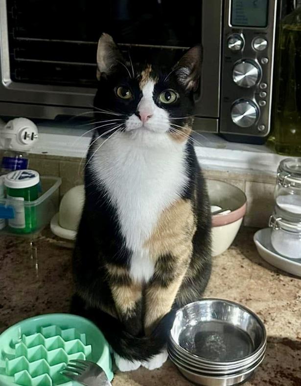 Juniper, Adopted, Young Female Calico.