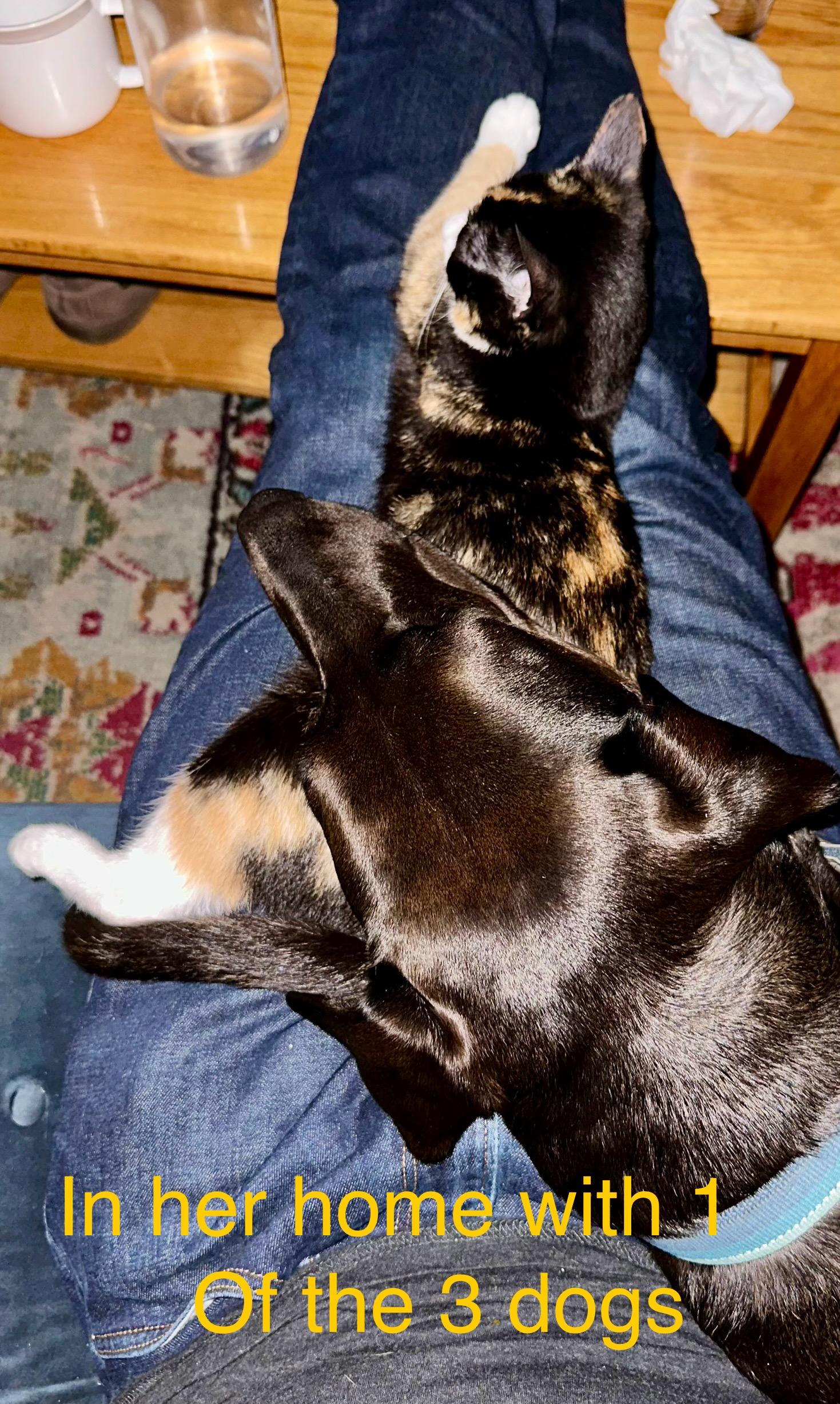 Juniper, a Adopted Calico in Montclair, NJ image 6/6