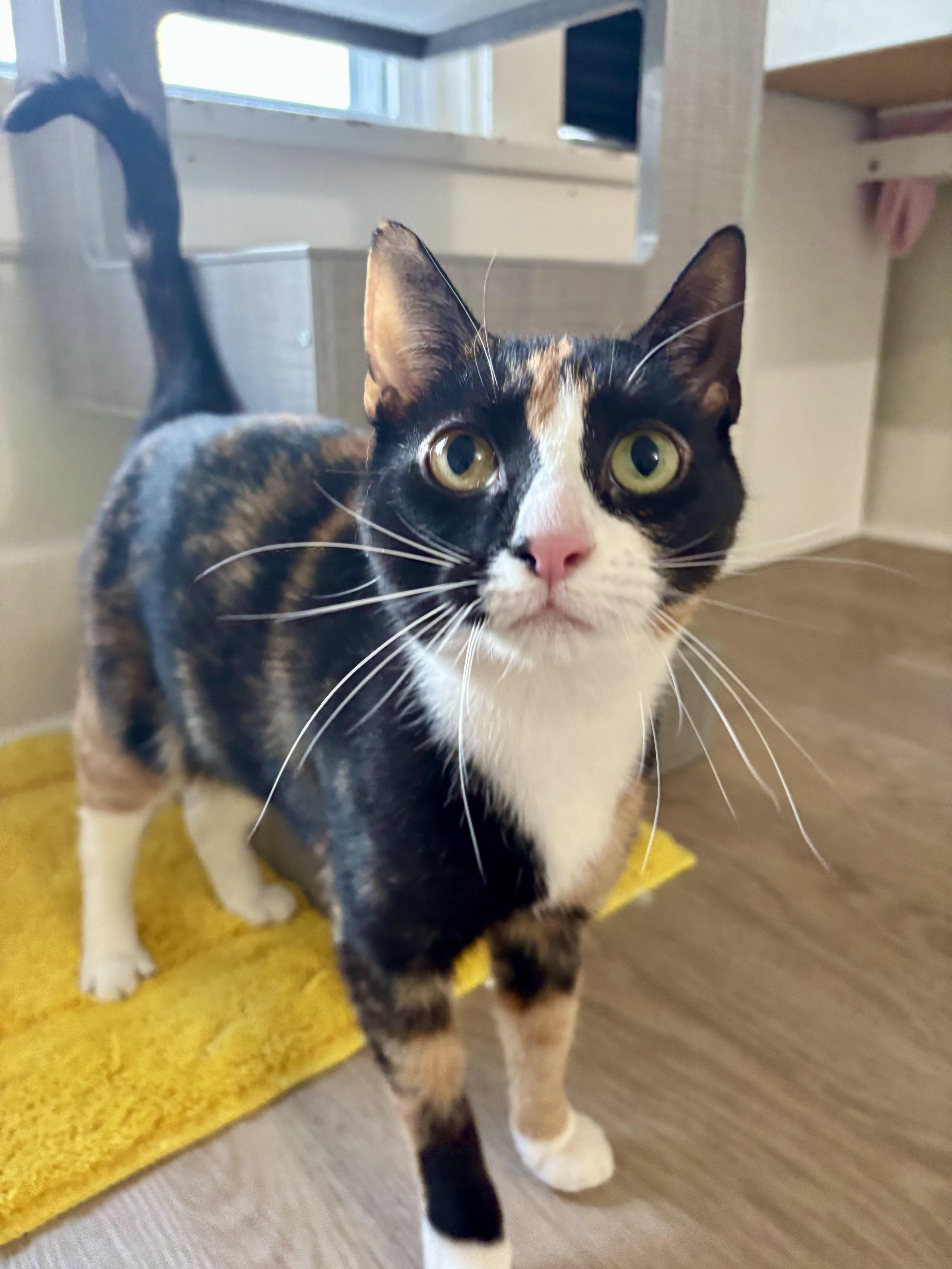 Juniper, a Adopted Calico in Montclair, NJ image 2/6