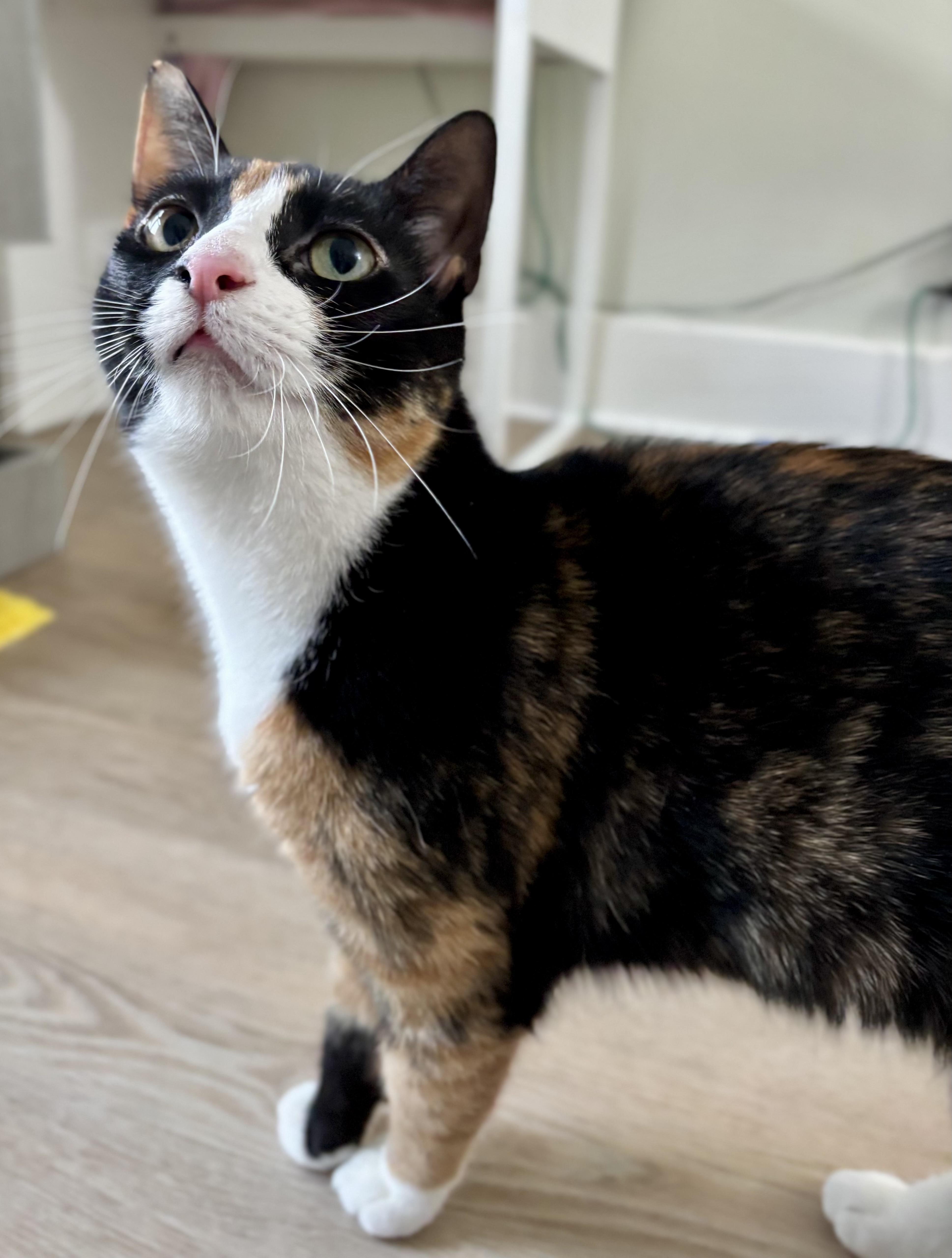 Juniper, a Adopted Calico in Montclair, NJ image 3/6