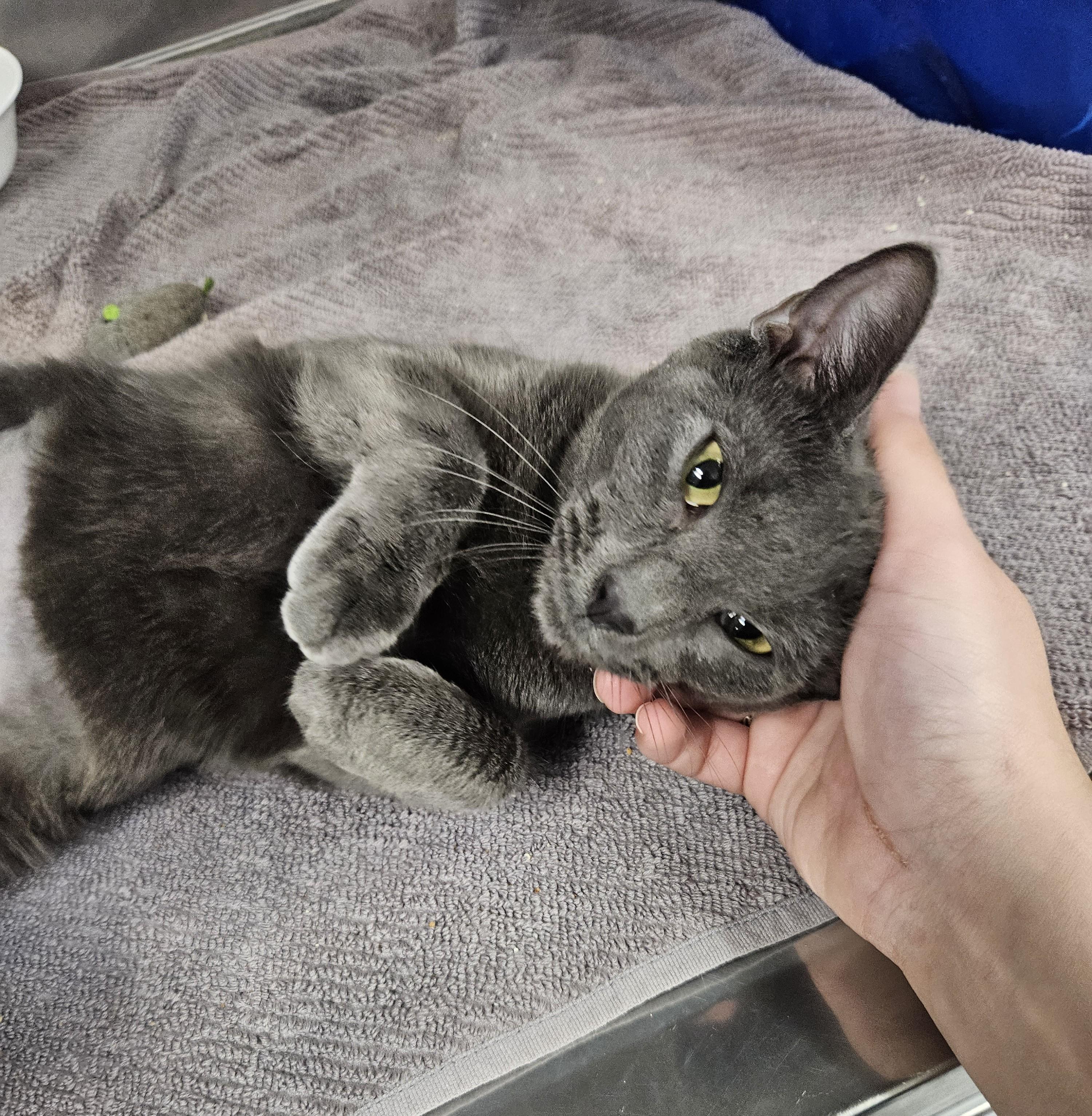 Enlarge Frankie, a Adoptable Domestic Short Hair in Medfield, MA image 2/2