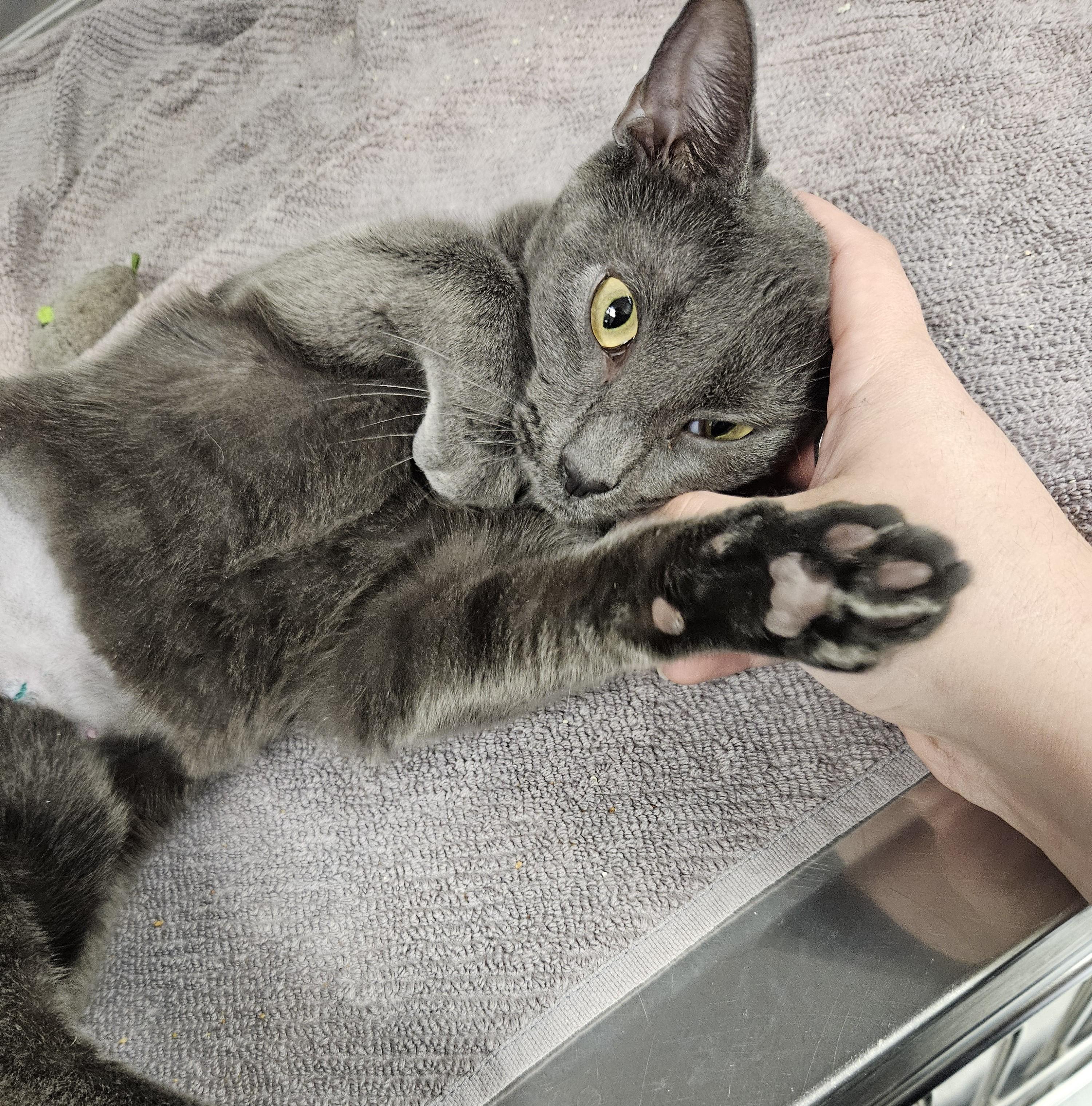 Enlarge Frankie, a Adoptable Domestic Short Hair in Medfield, MA image 1/2