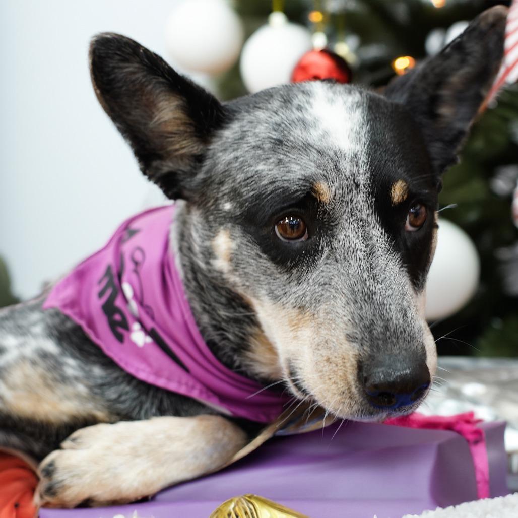 Misty, a Adoptable Australian Cattle Dog / Blue Heeler in Staten Island, NY image 3/6