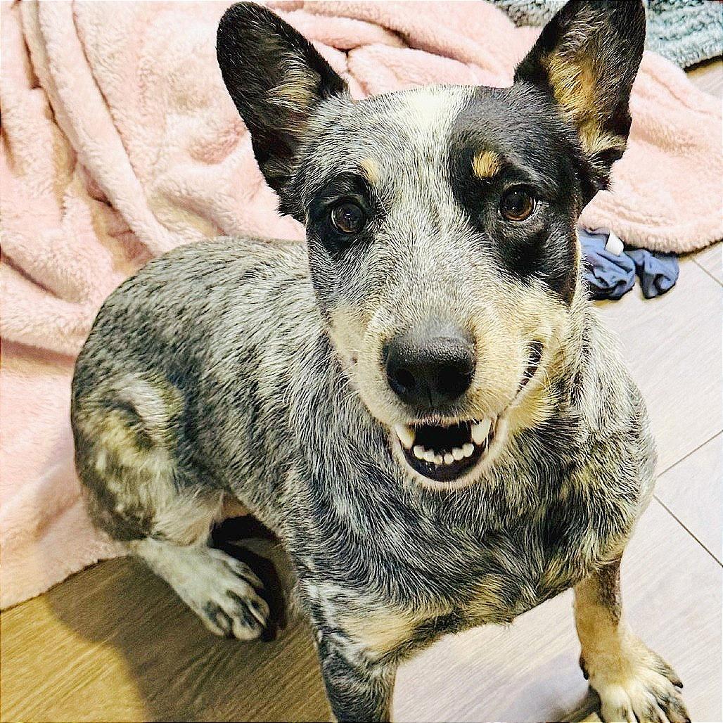 Misty, a Adoptable Australian Cattle Dog / Blue Heeler in Staten Island, NY image 5/6