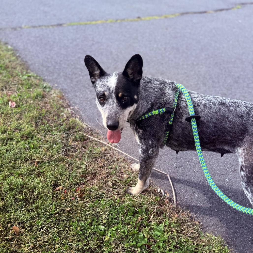Misty, a Adoptable Australian Cattle Dog / Blue Heeler in Staten Island, NY image 6/6