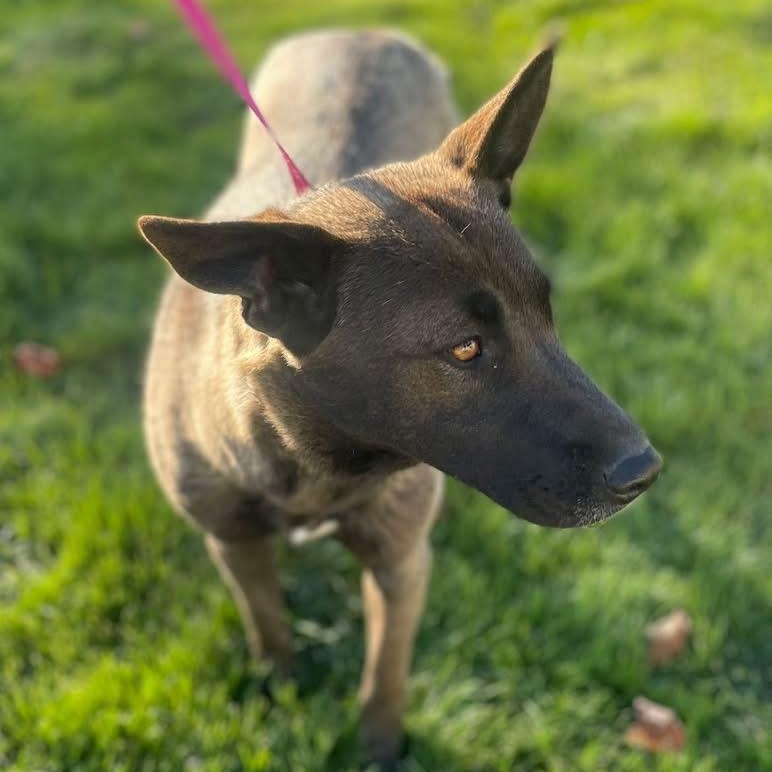 Charlotte Shepard, an adoptable Belgian Shepherd / Malinois, German Shepherd Dog in Hermiston , OR, 97838 | Photo Image 1