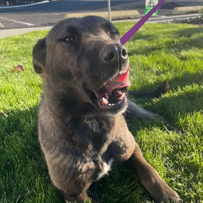 Charlotte Shepard, an adopted mixed breed in Hermiston , OR image 2/2