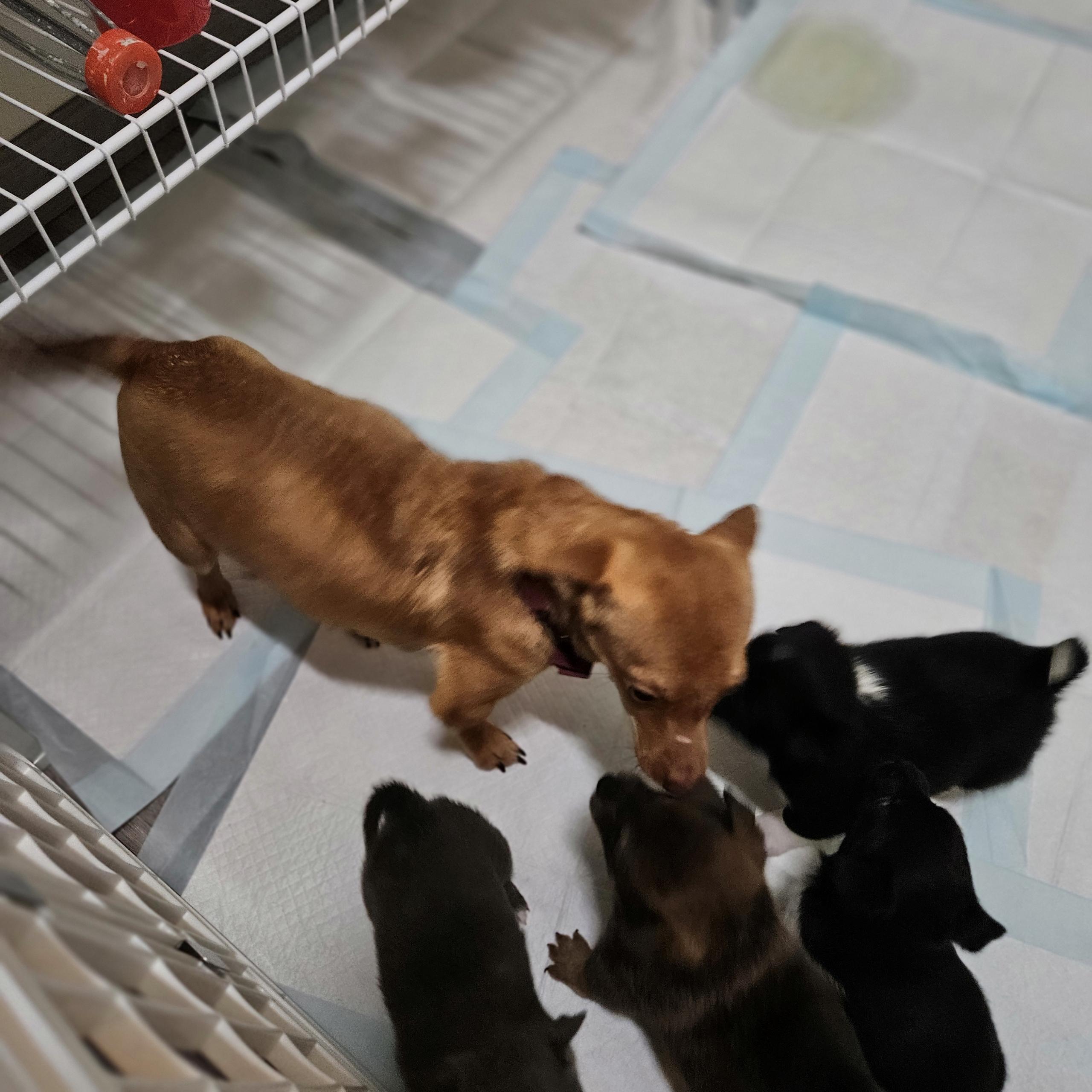 Puppies ! Homes Needed - Available Now, an adopted mixed breed in Kirkland, WA image 2/5