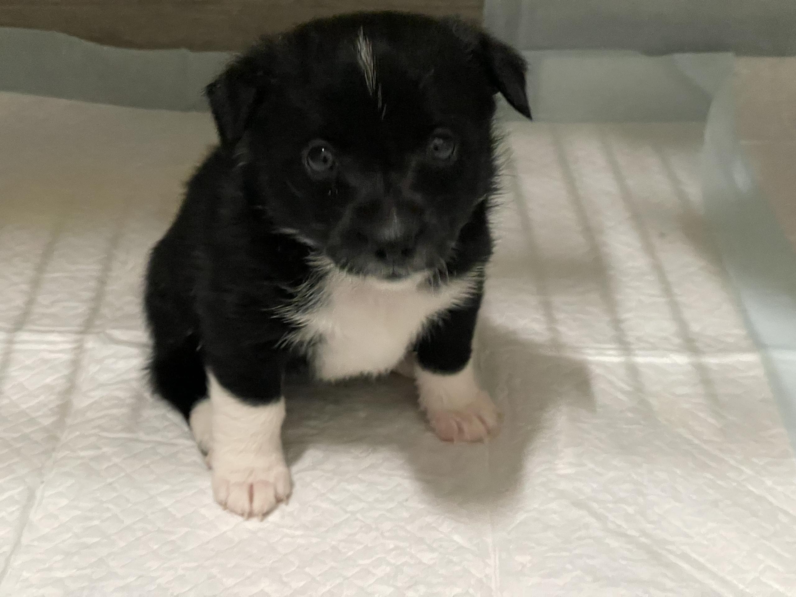 Puppies ! Homes Needed - Available Now, an adopted mixed breed in Kirkland, WA image 4/5
