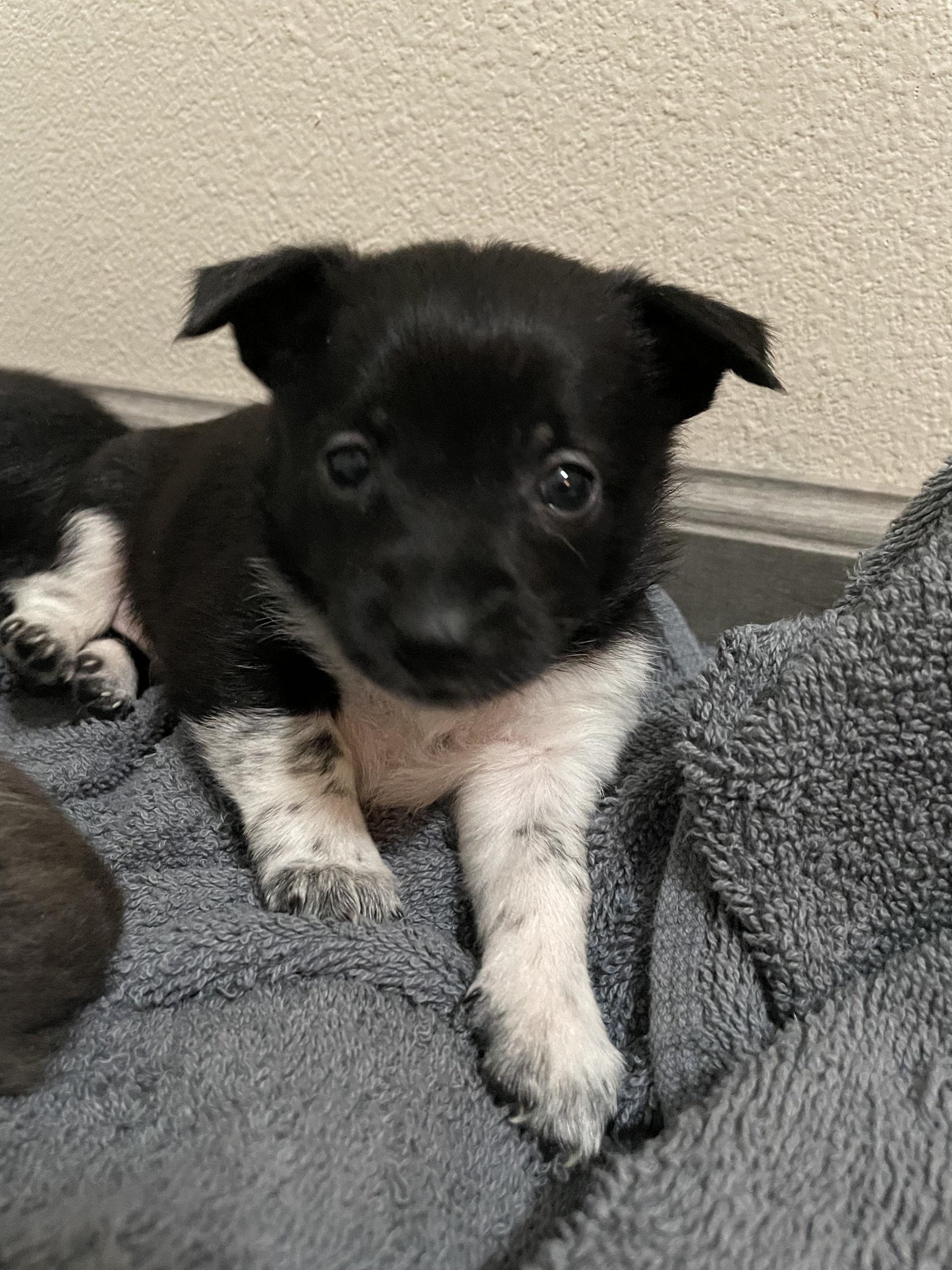 Puppies ! Homes Needed - Available Now, an adopted mixed breed in Kirkland, WA image 3/5
