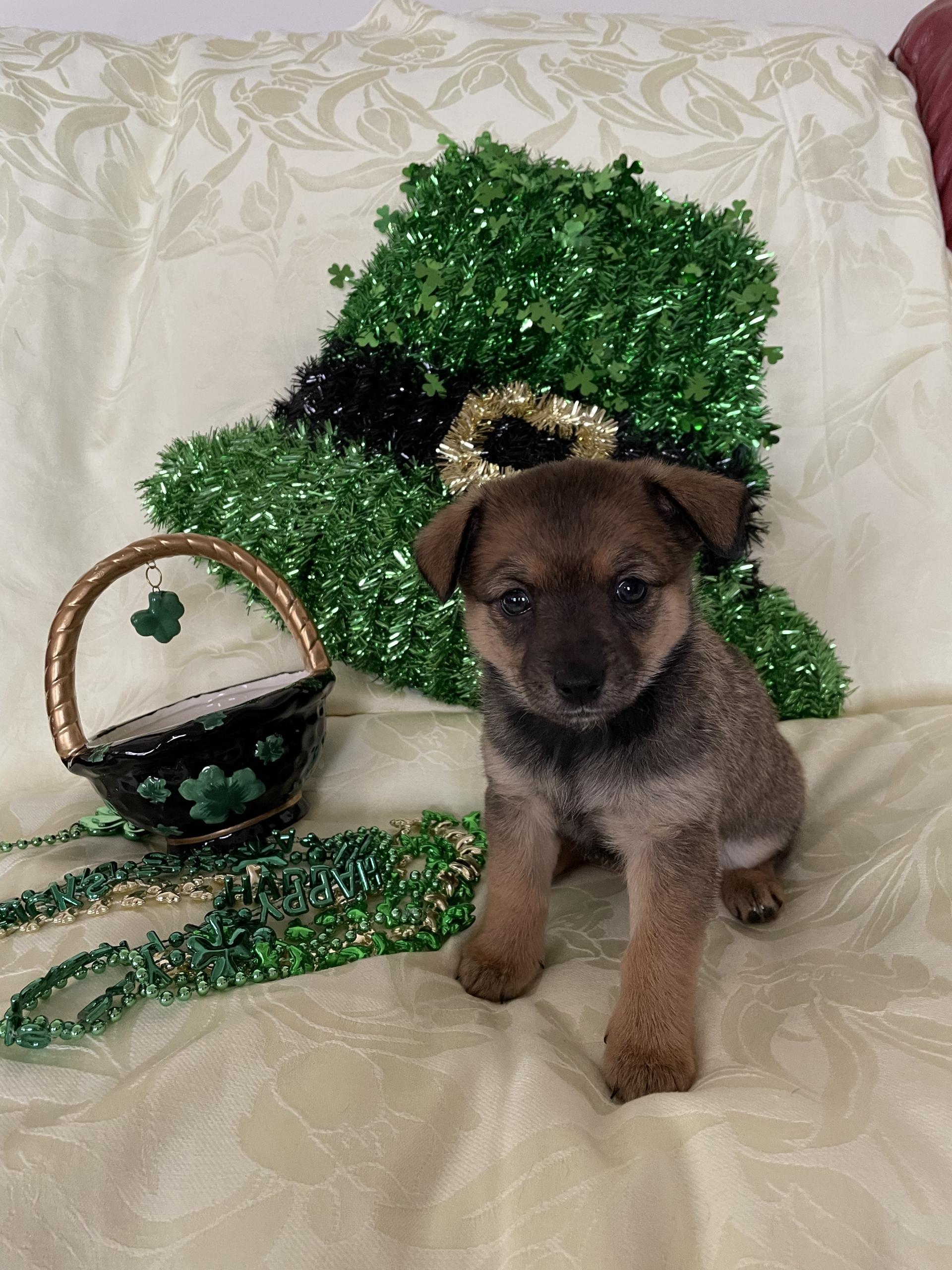 Puppies ! Homes Needed - Available Now, an adopted mixed breed in Kirkland, WA image 1/5