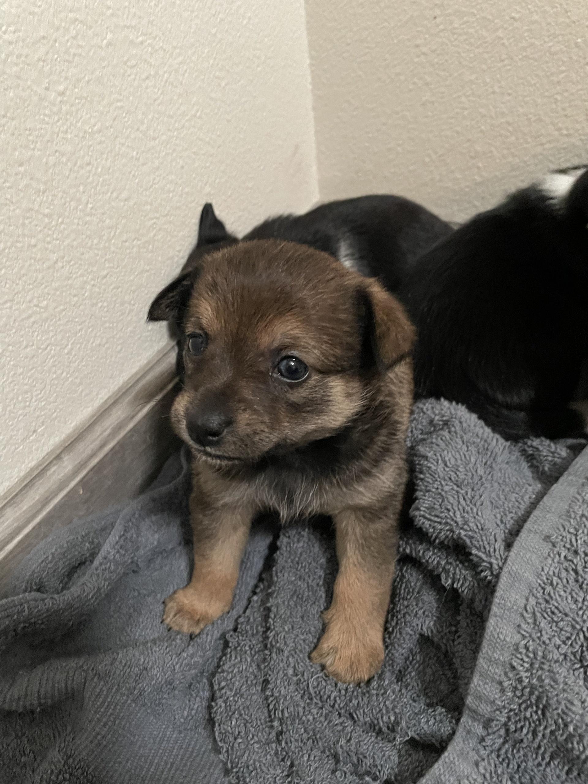 Puppies ! Homes Needed - Available Now, an adopted mixed breed in Kirkland, WA image 5/5
