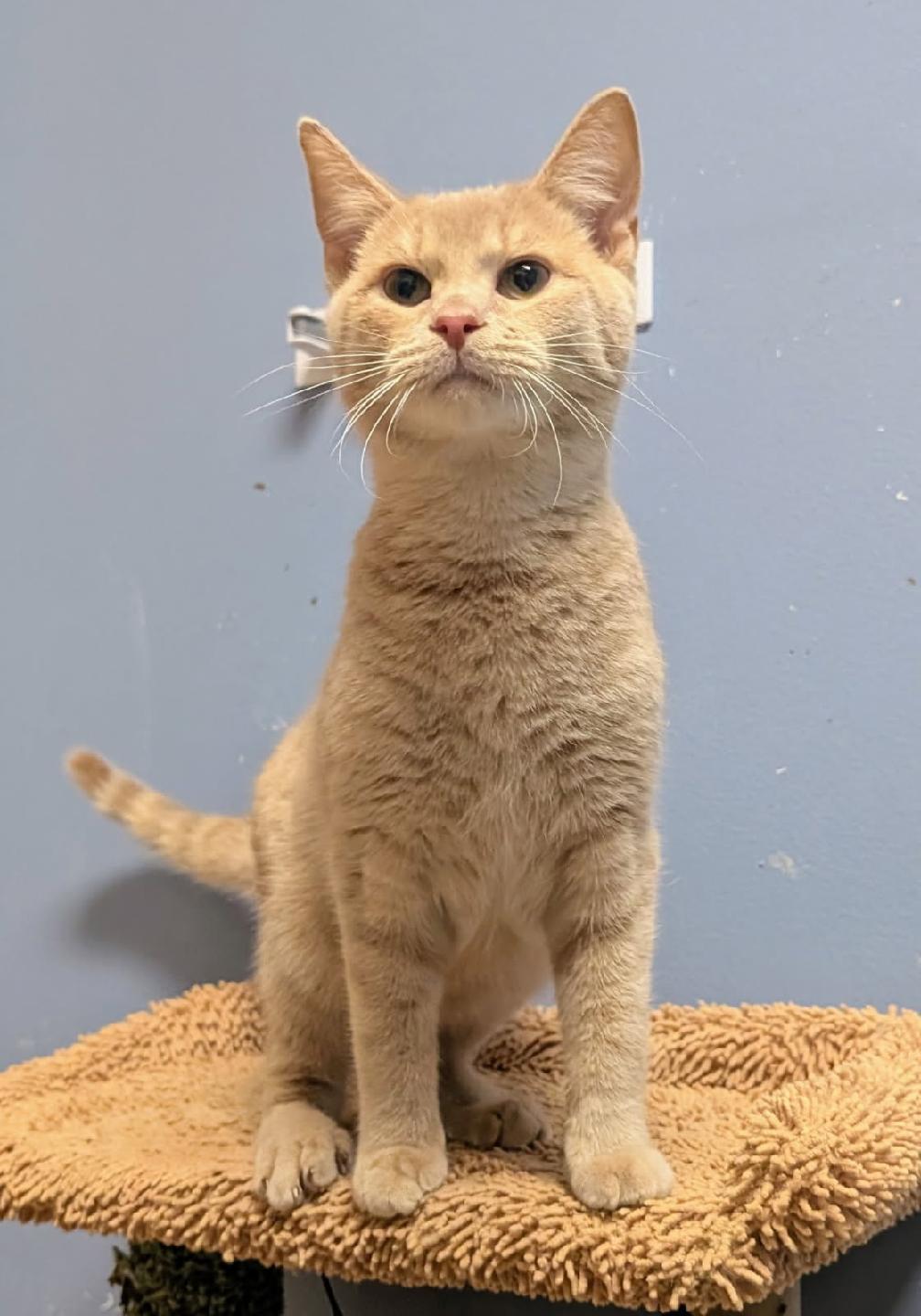 Enlarge Michael, an adoptable Domestic Short Hair in Rock Falls, IL image 2/4