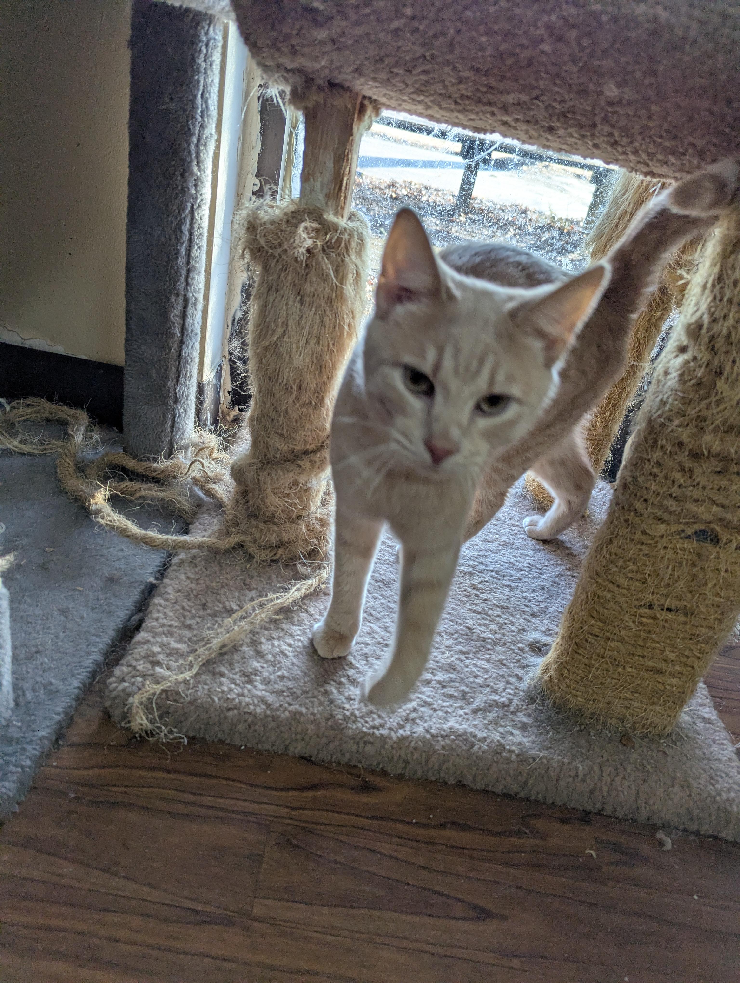 Enlarge Michael, an adoptable Domestic Short Hair in Rock Falls, IL image 3/4