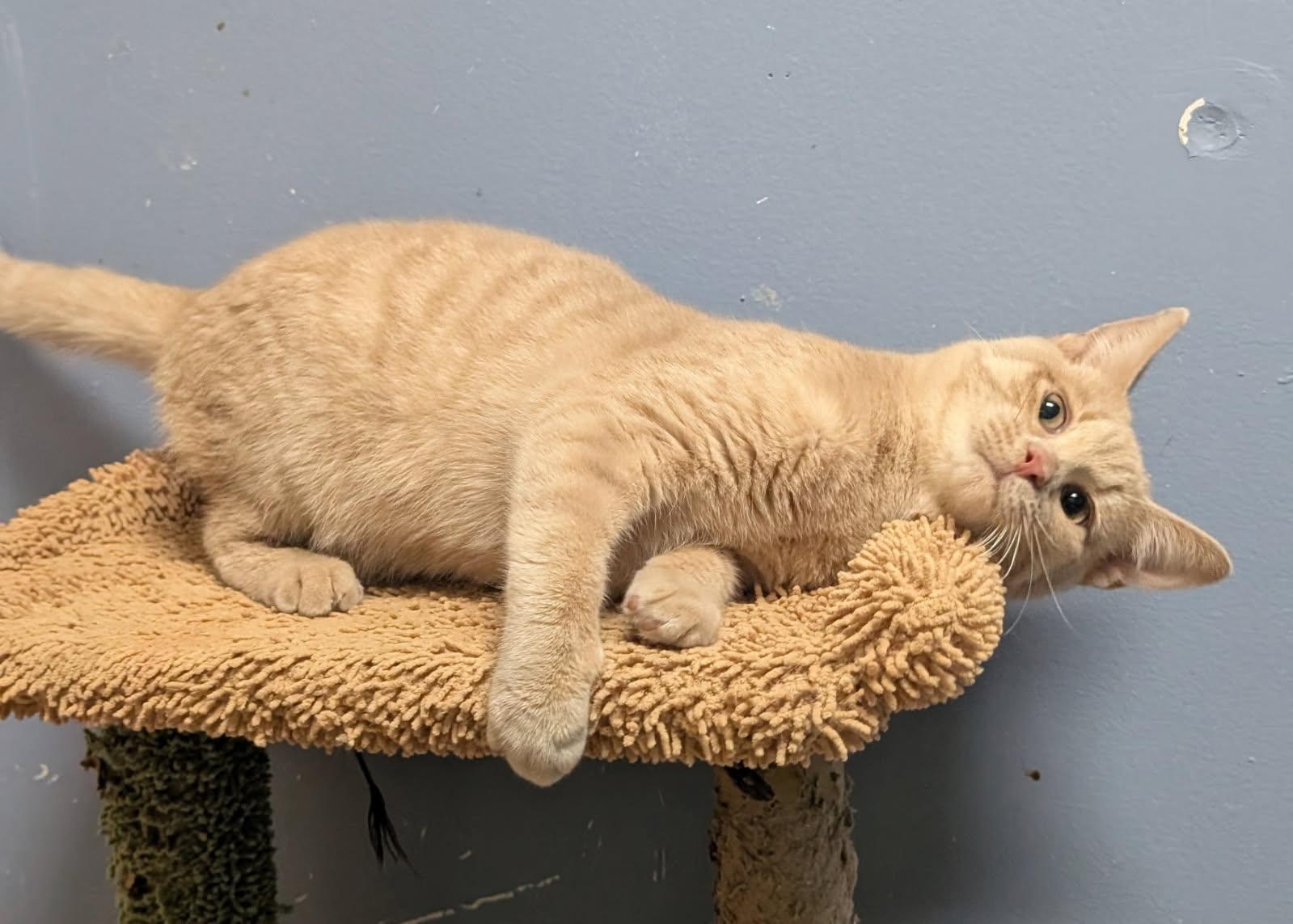 Enlarge Michael, an adoptable Domestic Short Hair in Rock Falls, IL image 1/4