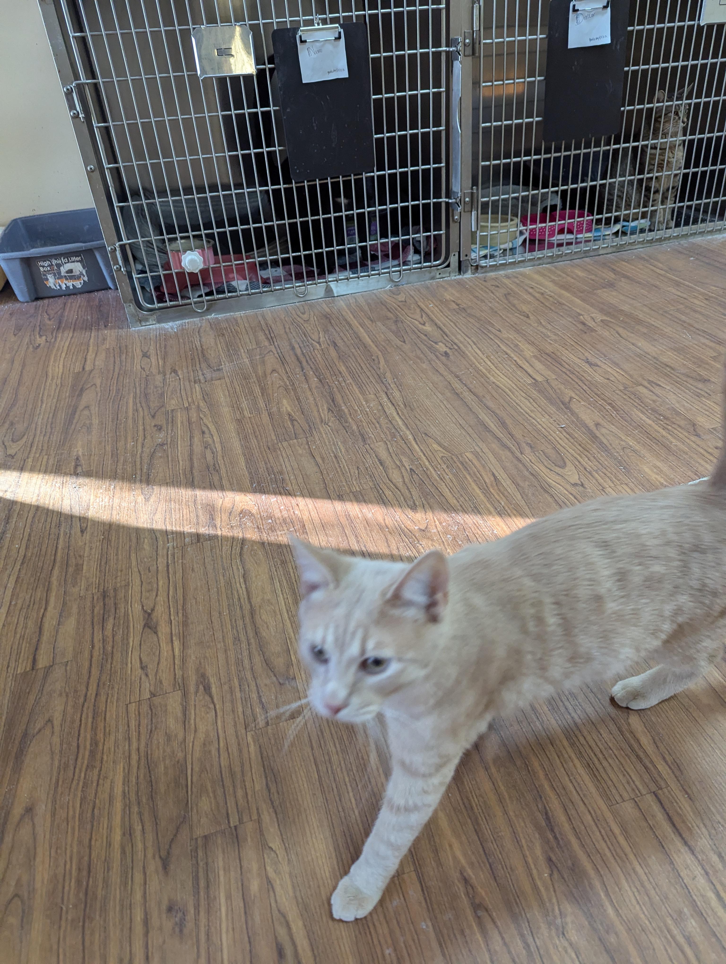 Enlarge Michael, an adoptable Domestic Short Hair in Rock Falls, IL image 4/4