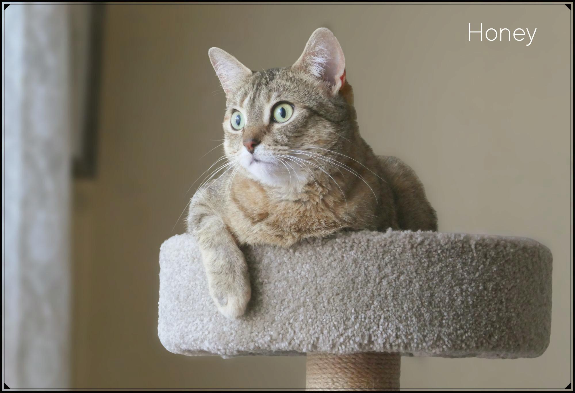 Honey, Adoptable, Adult Female Domestic Short Hair.