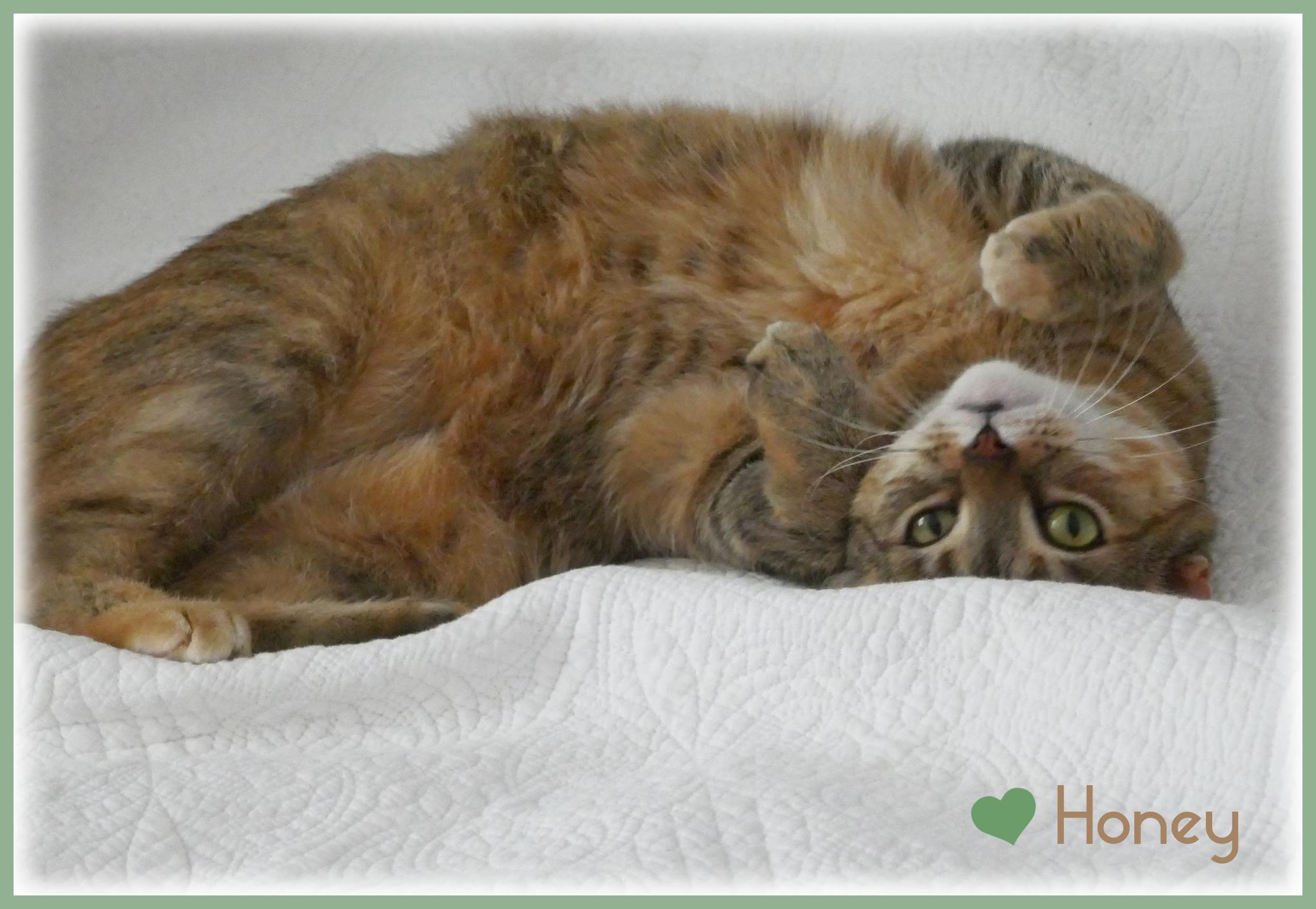 Honey, a Adoptable mixed breed in Oshawa, ON image 2/4