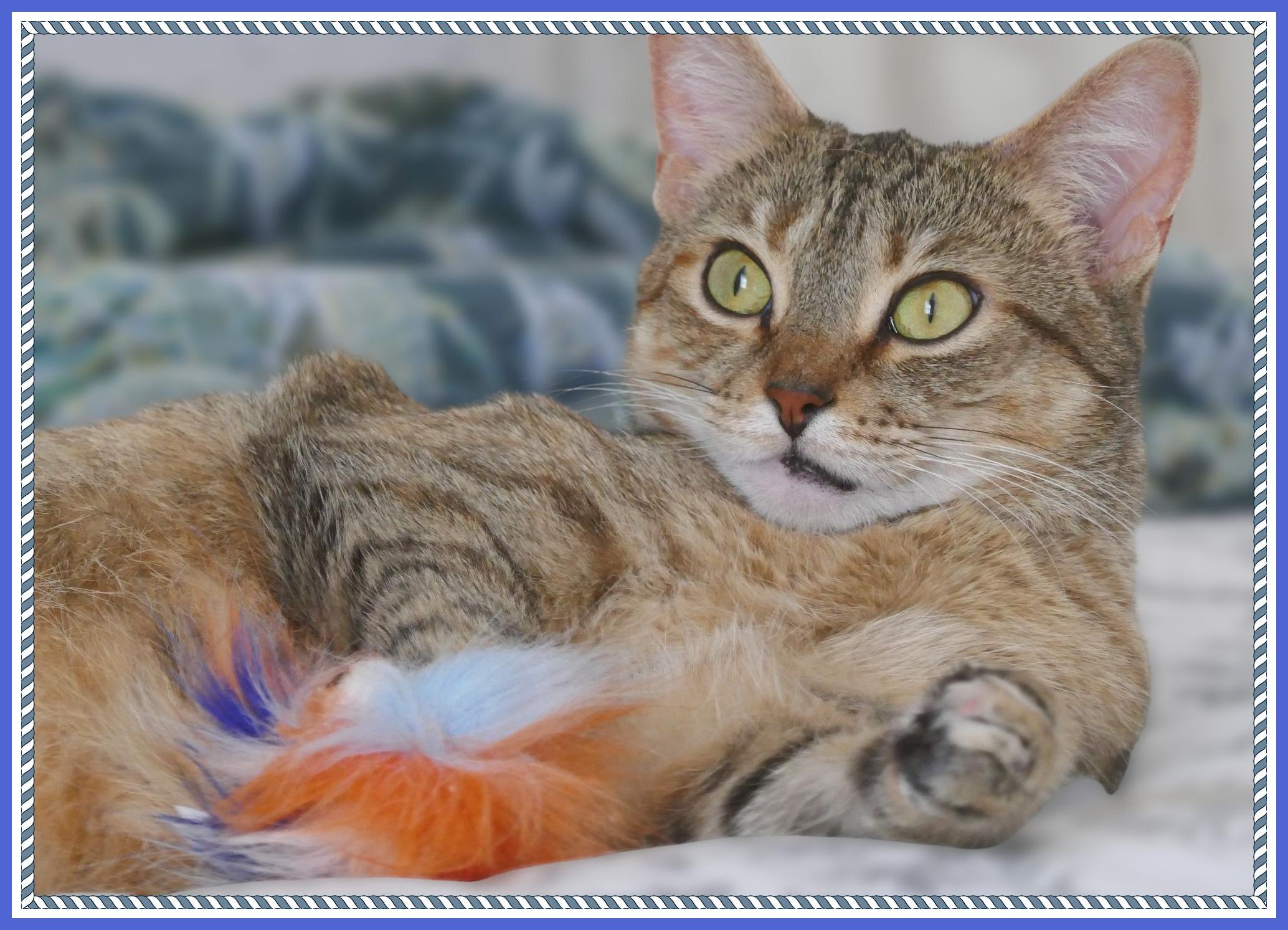 Honey, a Adoptable mixed breed in Oshawa, ON image 3/4