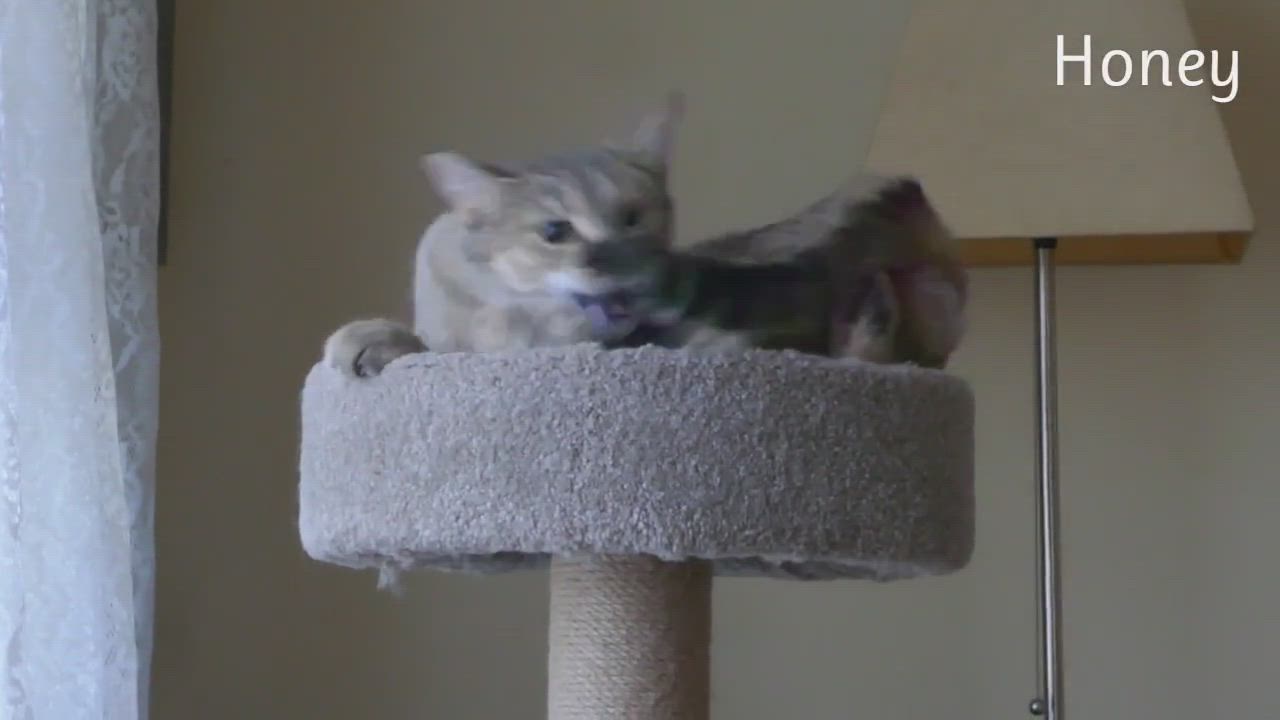 Enlarge Honey, a Adoptable mixed breed in Oshawa, ON video 4/4