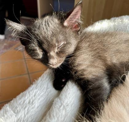 Enlarge Jamieson, an adoptable Domestic Short Hair in Toronto, ON image 3/5
