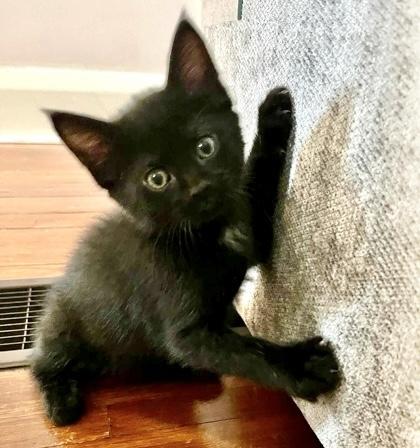 Enlarge Jamieson, an adoptable Domestic Short Hair in Toronto, ON image 2/5