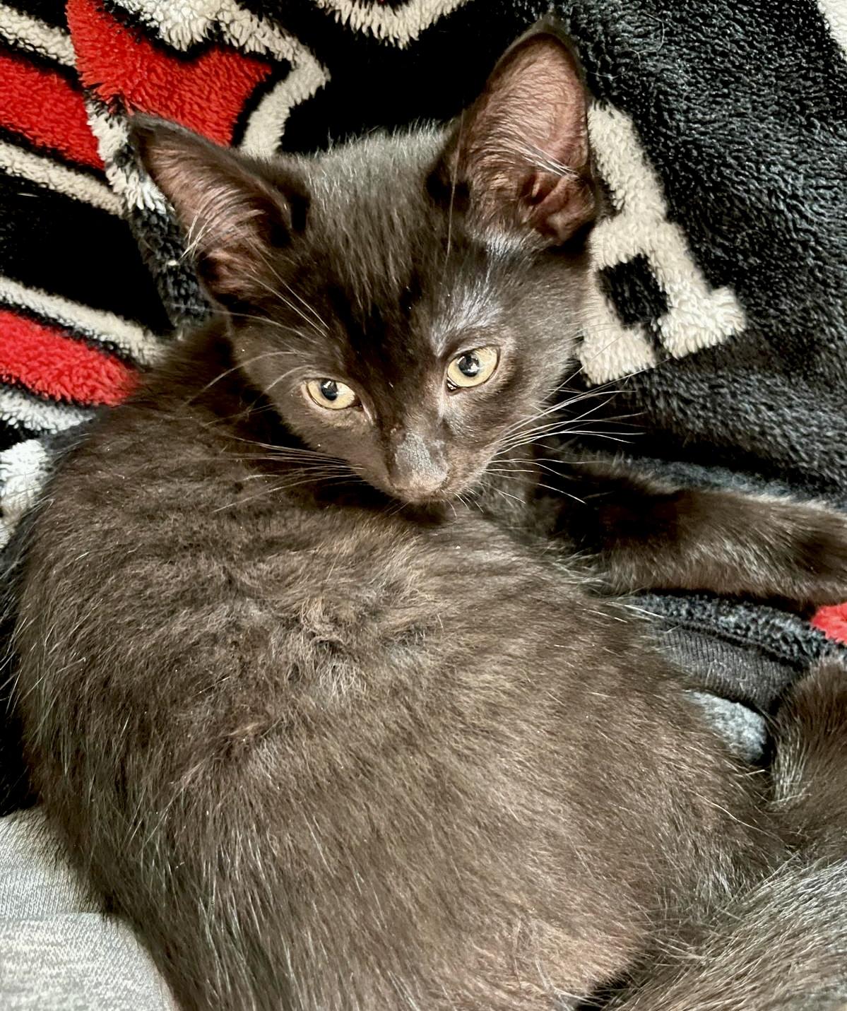 Jamieson, adoptable, Kitten Male Domestic Short Hair.
