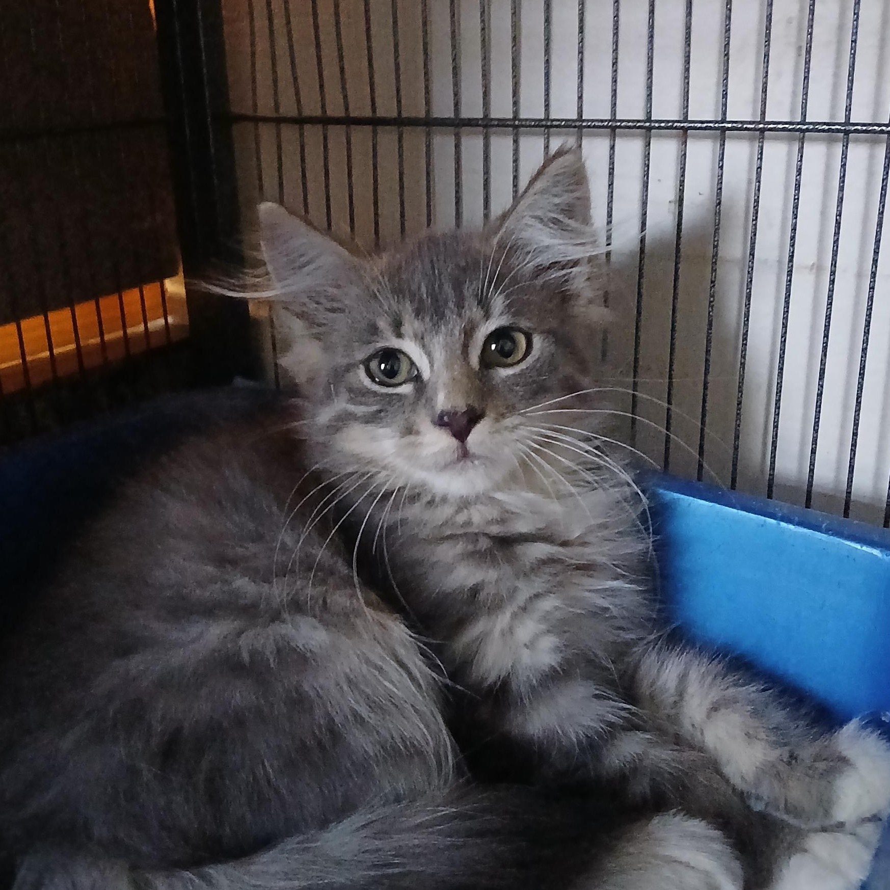 Kevin, an adopted mixed breed in Manchester, NH image 1/4