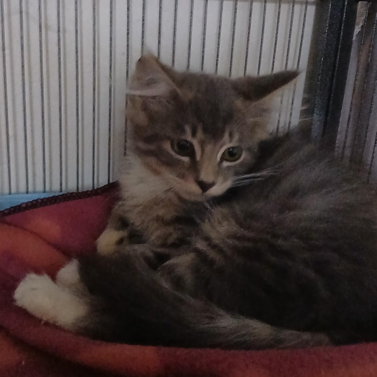 Kevin, an adopted mixed breed in Manchester, NH image 4/4