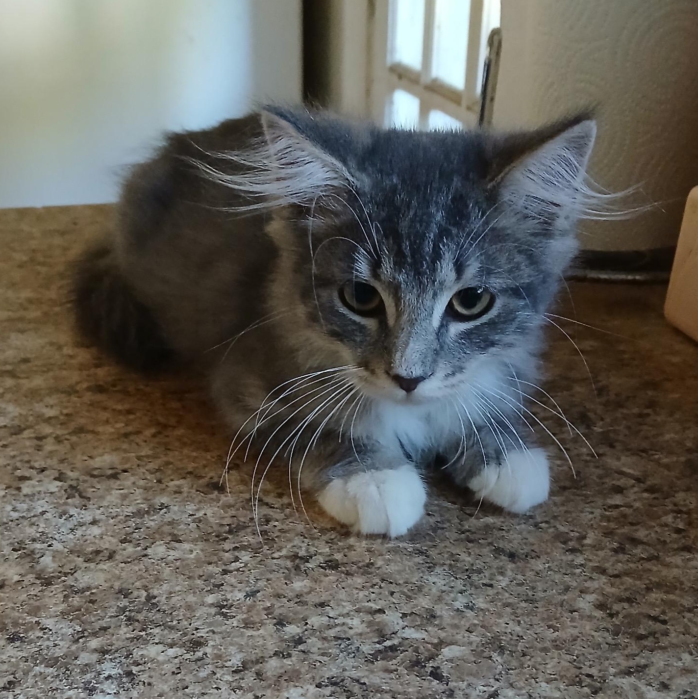 Kevin, an adopted mixed breed in Manchester, NH image 3/4