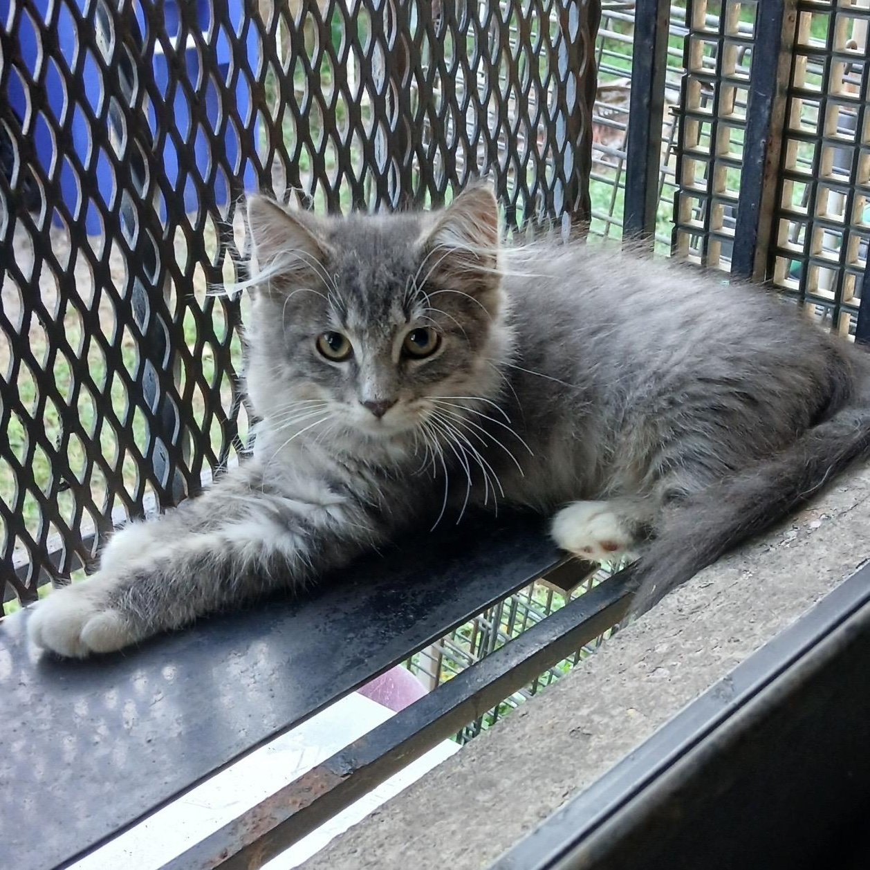 Kevin, an adopted mixed breed in Manchester, NH image 2/4