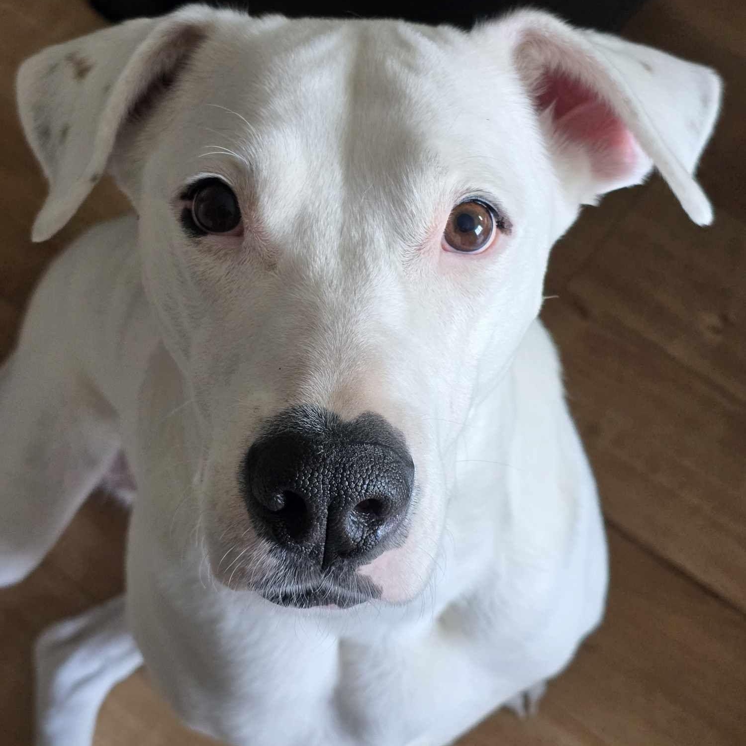 Polar Bear, adopted, Adult Female Dogo Argentino.