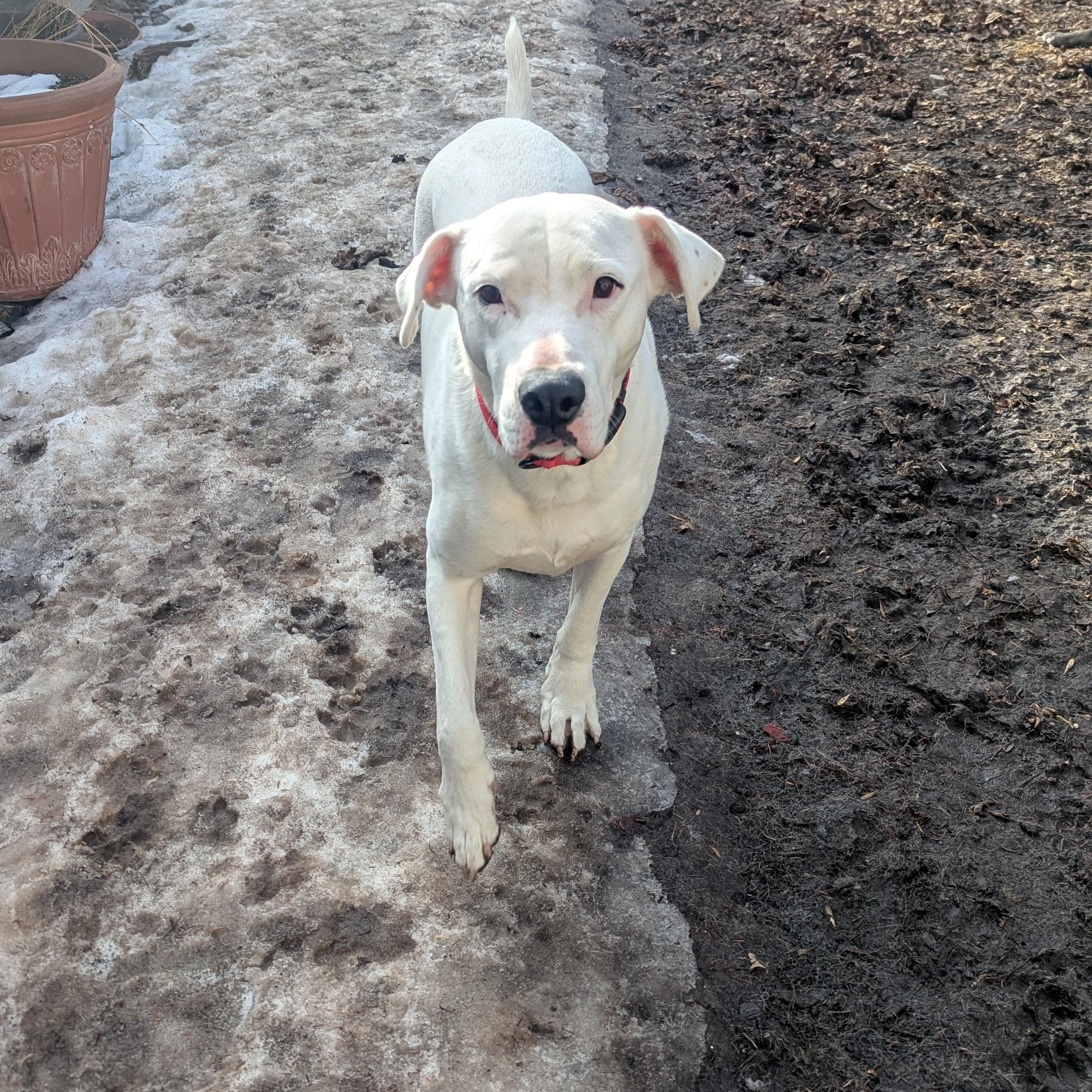 Enlarge Polar Bear, an adopted mixed breed in Edmonton, AB image 3/5