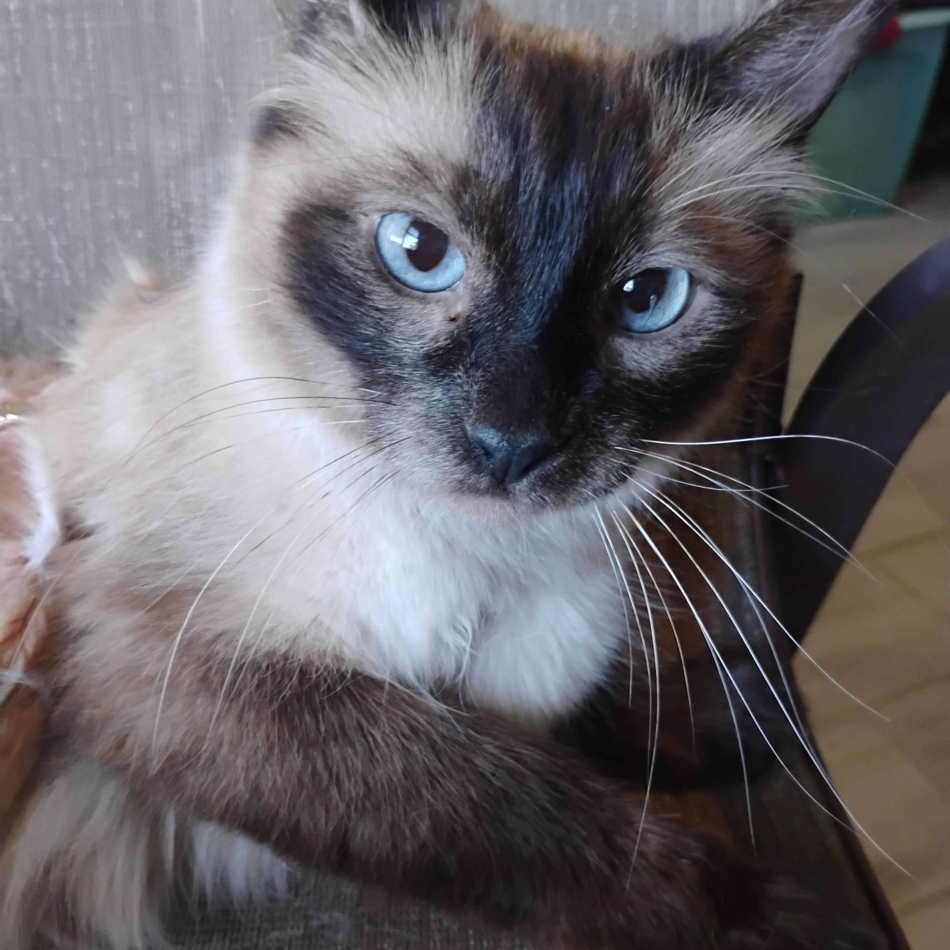 cozette choc siamese blu eyes 8lbs f, an adopted Siamese in Phoenix, AZ image 2/2