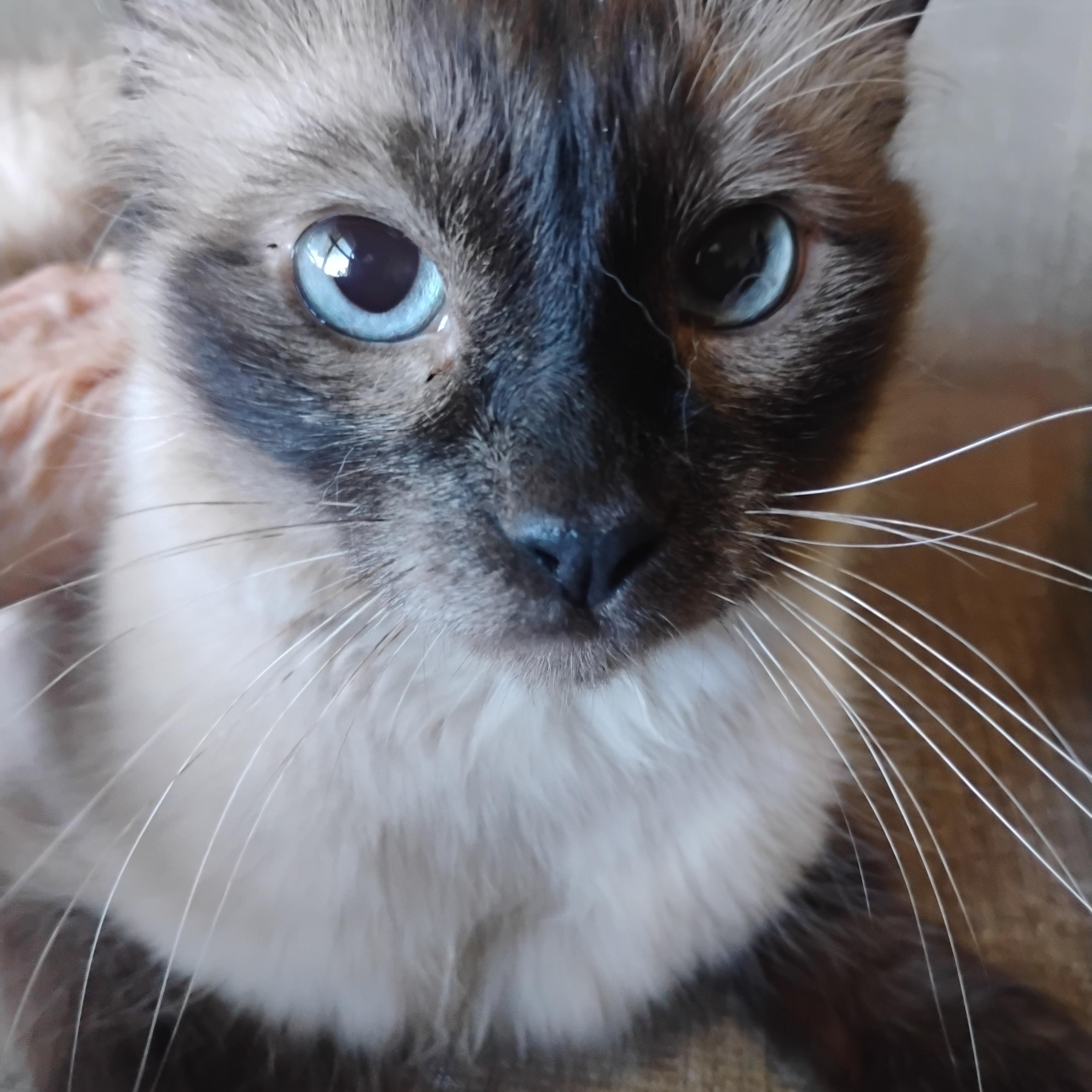cozette choc siamese blu eyes 8lbs f, an adopted Siamese in Phoenix, AZ image 1/2