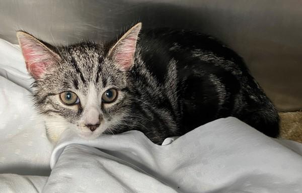 Enlarge Storm, a Adoptable mixed breed in Staten Island, NY image 1/1