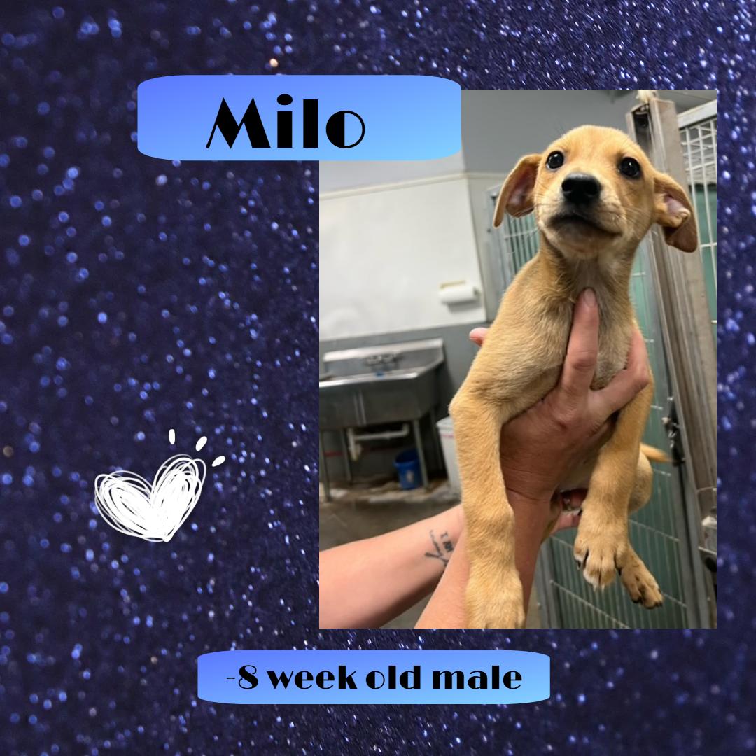 Milo
