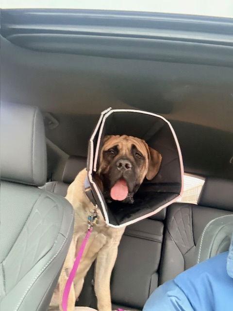 Enlarge Atticus (Popular Pup NO NEW APPS), a Adoptable Mastiff in Chambersburg, PA image 2/3