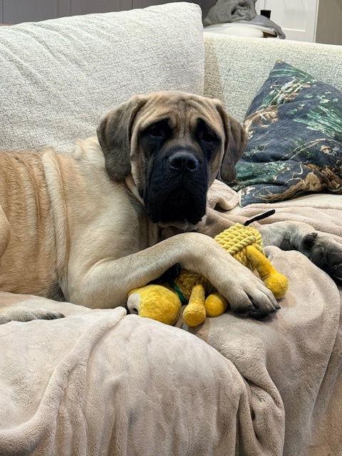 Enlarge Atticus (Popular Pup NO NEW APPS), a Adoptable Mastiff in Chambersburg, PA image 3/3