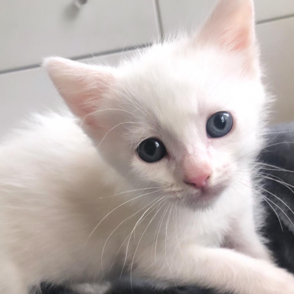 Will (Niffler), a Adoptable American Shorthair in Long Beach, CA image 2/6