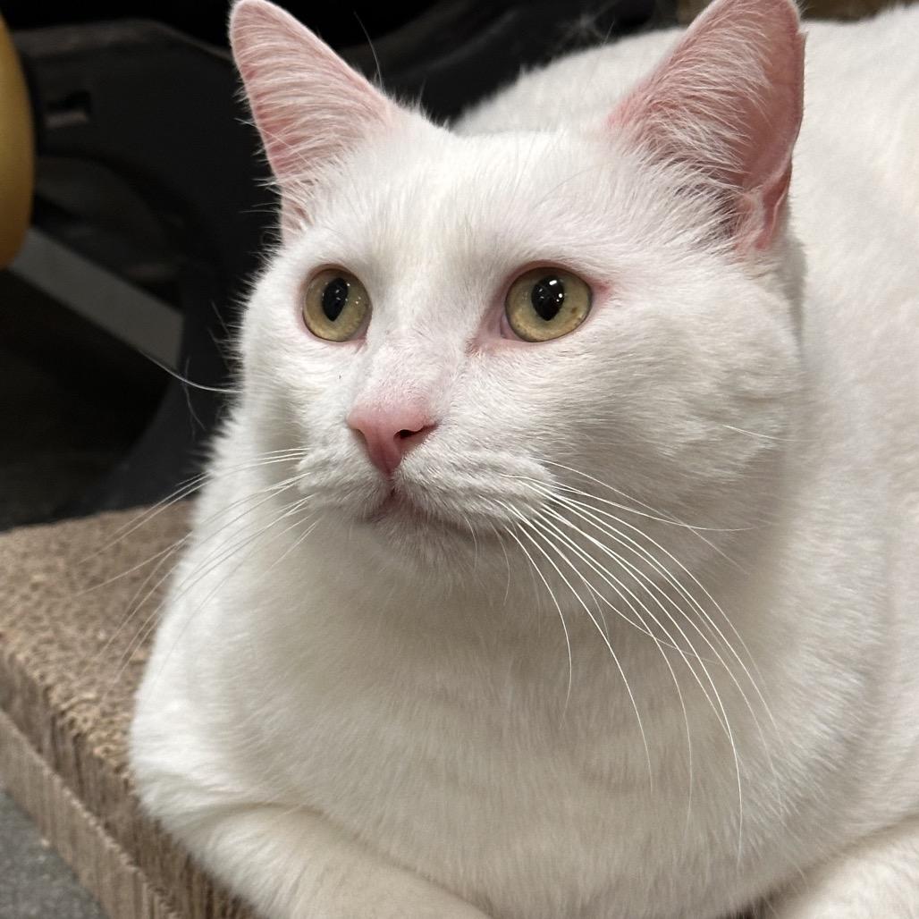 Will (Niffler), a Adoptable American Shorthair in Long Beach, CA image 3/6
