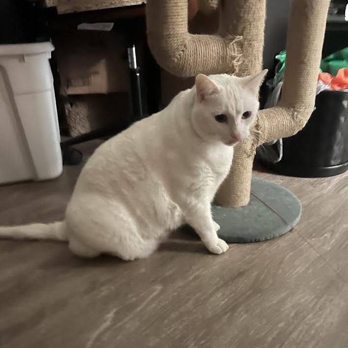 Will (Niffler), a Adoptable American Shorthair in Long Beach, CA image 4/6