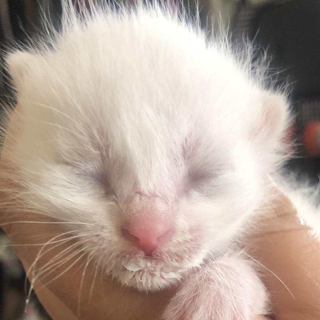 Will (Niffler), a Adoptable American Shorthair in Long Beach, CA image 5/6